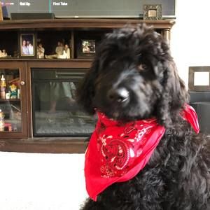 Meet your Posher, Frank